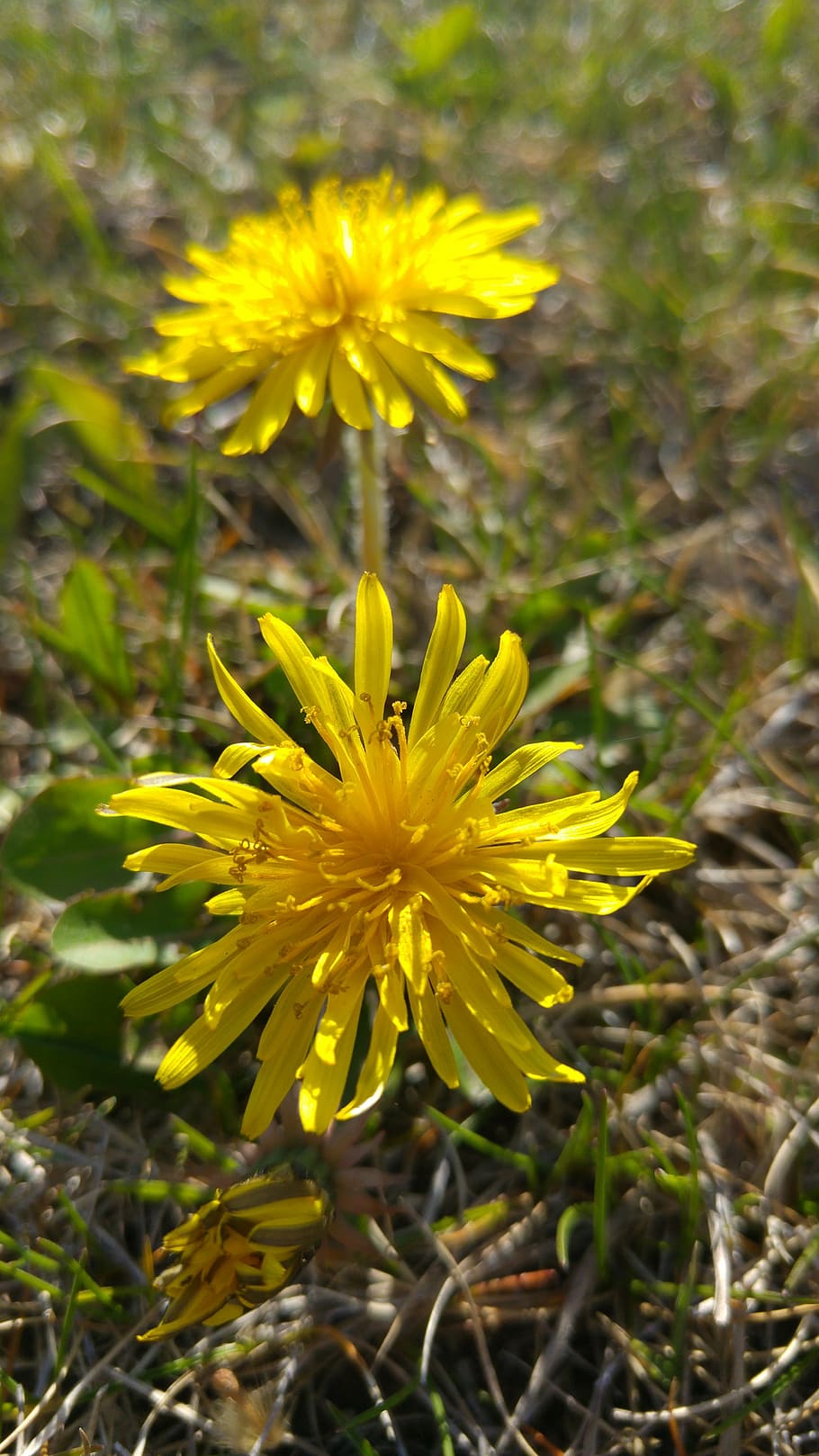 dandelion, yellow, spring, green, plant, nature, flower, summer HD wallpaper