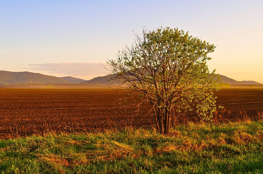 landscape photography of green and brown grass field, nature HD wallpaper