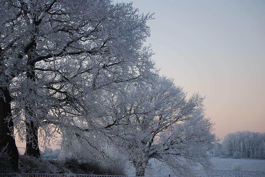 nature, ice, tree, winter, gel, cold, trees, landscapes, frost HD wallpaper