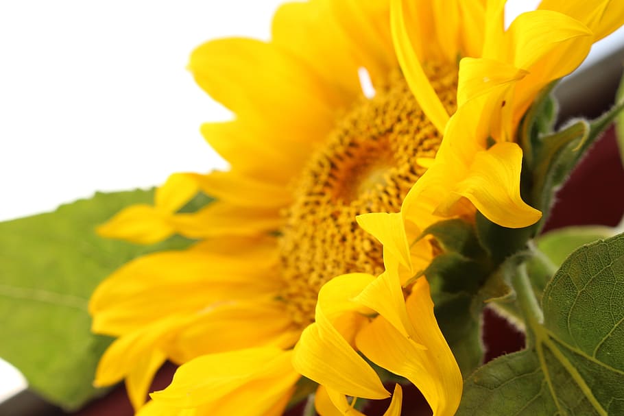 yellow, life, sun, flowering plant, petal, freshness, fragility HD wallpaper