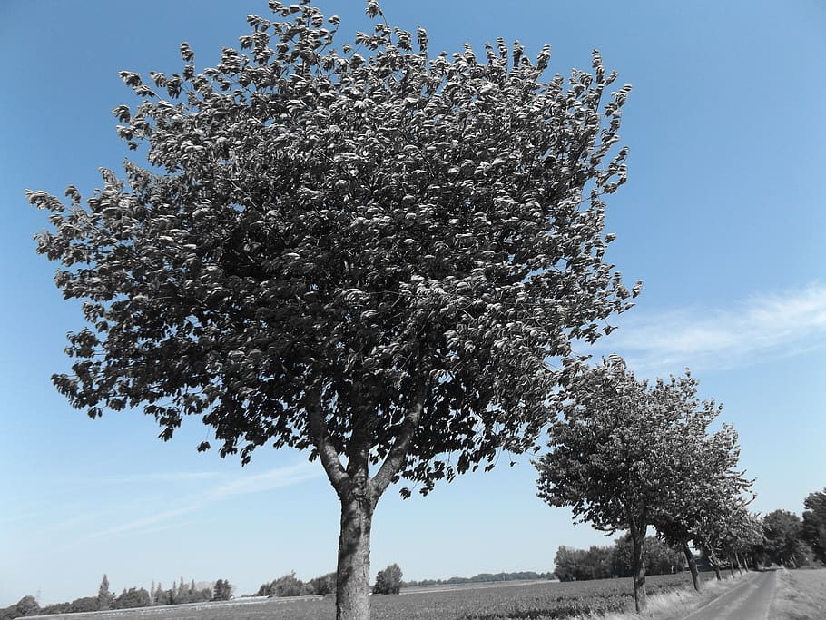 tree, blue, sky, landscape, nature, clouds, summer, avenue HD wallpaper
