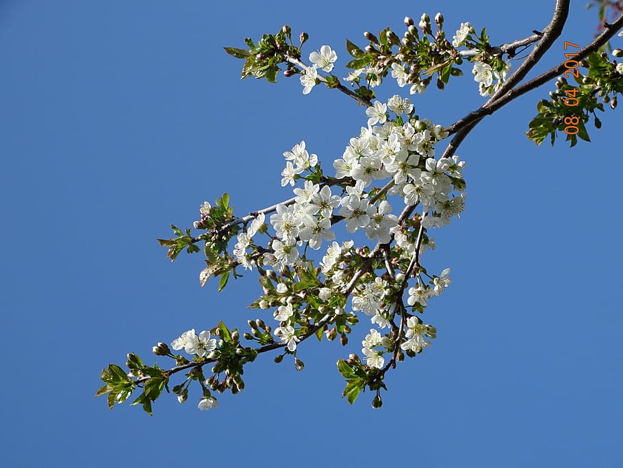 spring, nature, flowers, plant, tree, beauty in nature, branch HD wallpaper