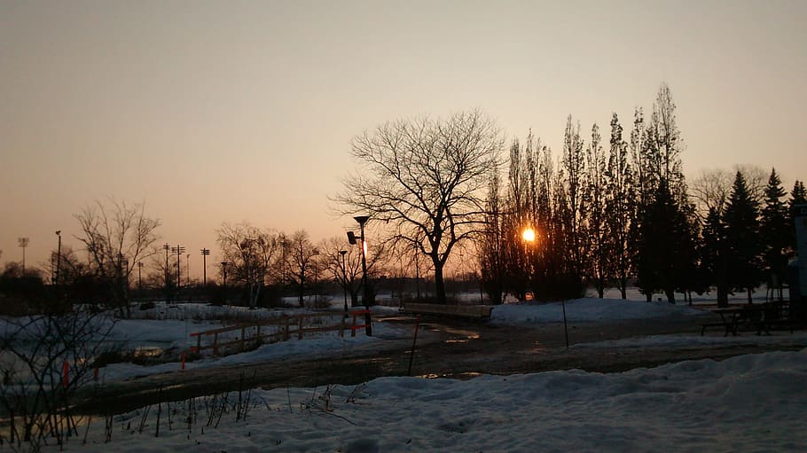 Sun, Tree, Nature, Sunny, Light, park, scene, sky, sunset, winter HD wallpaper