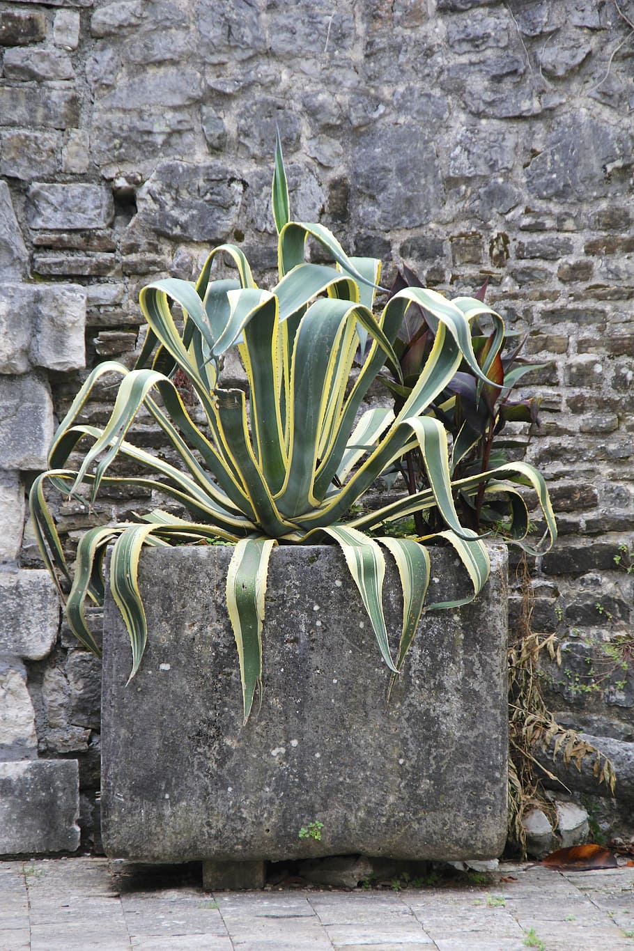 plant, wall, wallflower, wall - building feature, growth, no people HD wallpaper