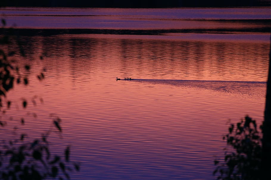 lake, sunset, ducks, landscape, british columbia, scenery, calm HD wallpaper