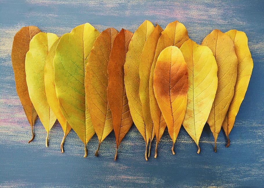 brown leaf lot on blue table, fall, autumn, yellow, season HD wallpaper