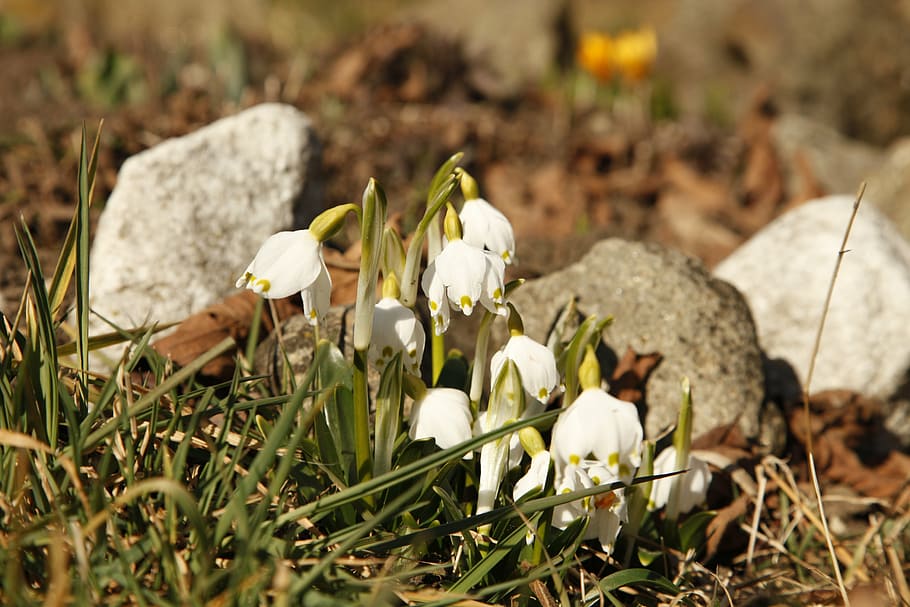 snowdrop, flowers, grass, green, close, spring, nature, bühen HD wallpaper