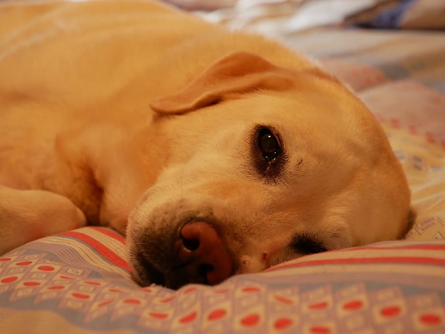 labrador, sleeping, dog, cute, pet, adorable, canine, one animal HD wallpaper