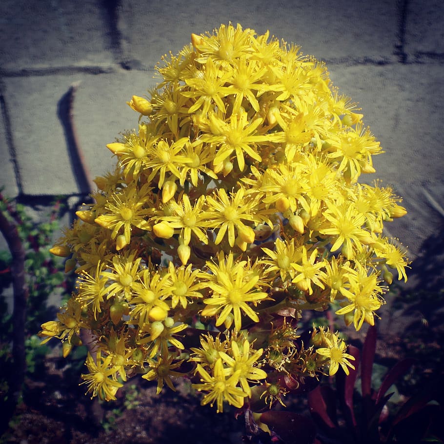spring, flower, nature, yellow, outdoor, flowering plant, freshness HD wallpaper