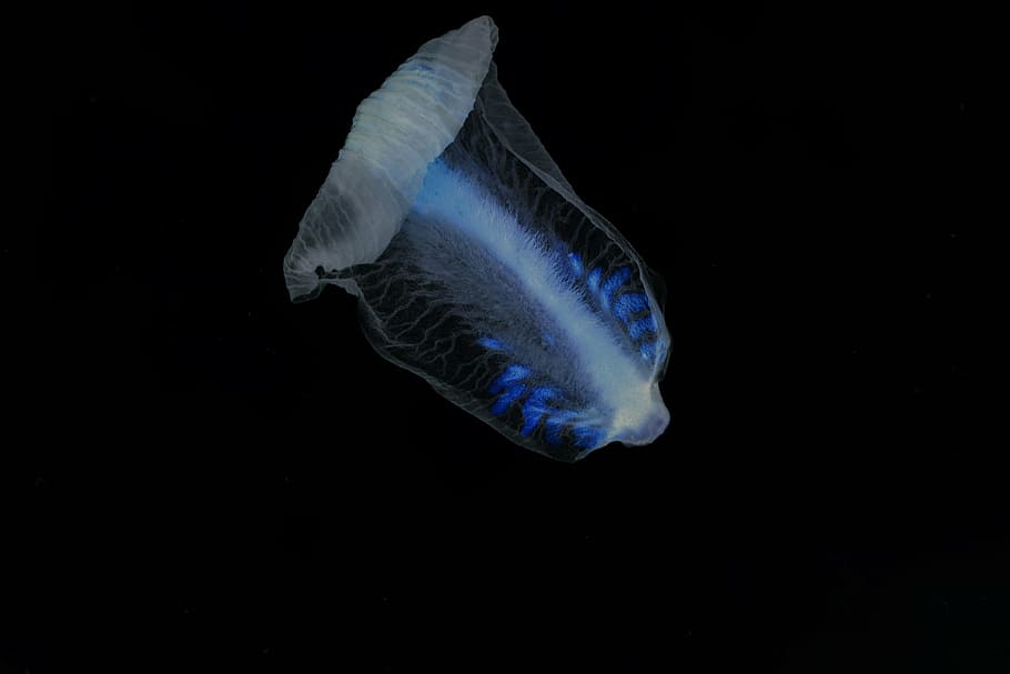 flower, petal, negative, jellyfish, sea, animal, animal themes HD wallpaper
