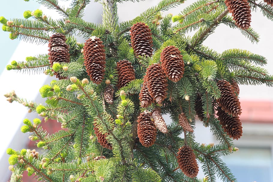 cones, spruce, pine cone, brown, plant, growth, nature, tree HD wallpaper