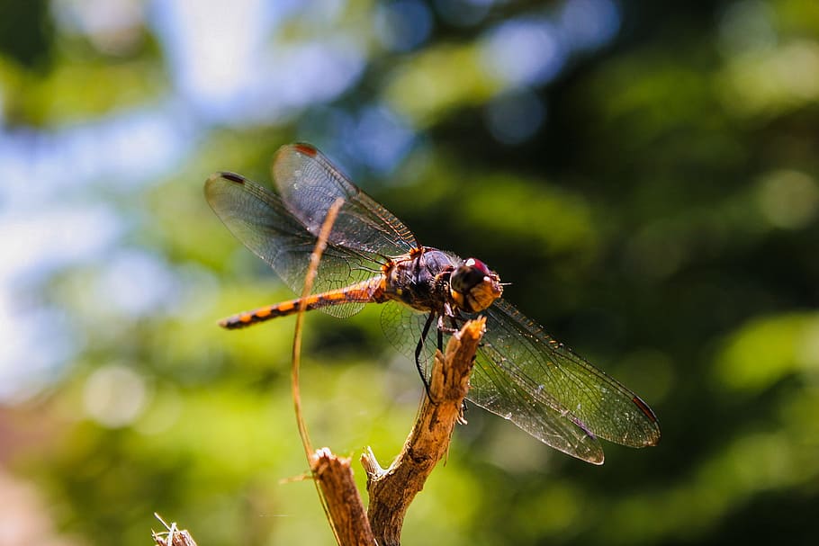 dragonfly, natural, nature, insect, wildlife, macro, animal, HD wallpaper