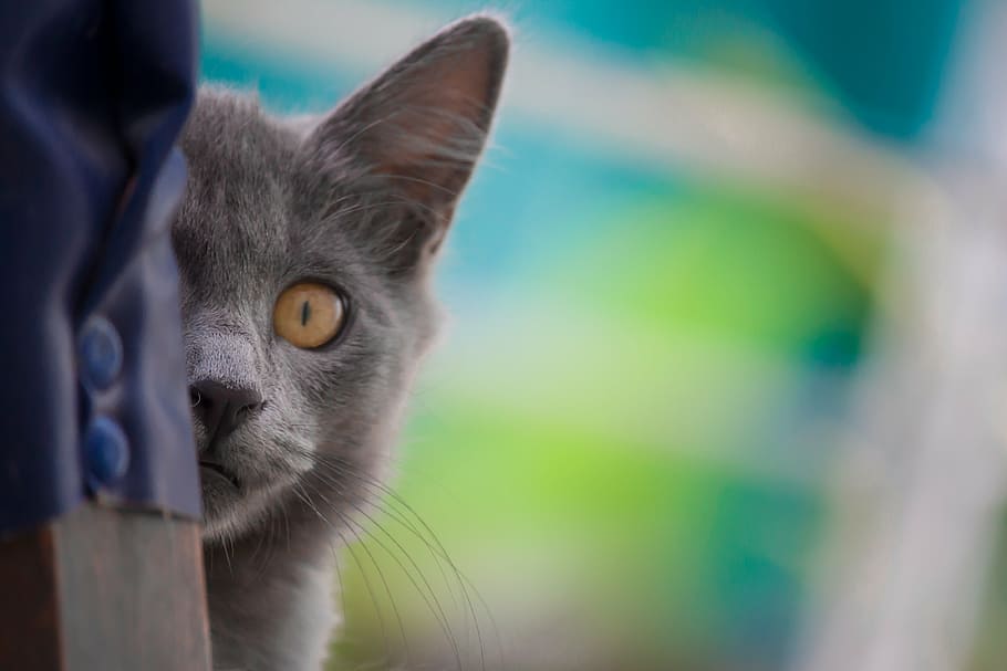 macro shot photography of gray cat, kitten, pet, animals, feline HD wallpaper