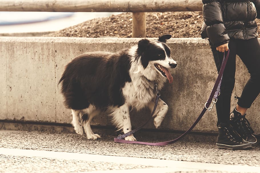 dog, leash, walk, gassi, pet, dog leash, obedience, one animal, HD wallpaper