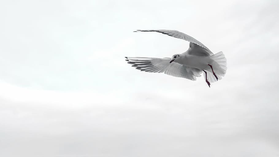 Franklin's gull flying under the clouds during daytime, wing HD wallpaper