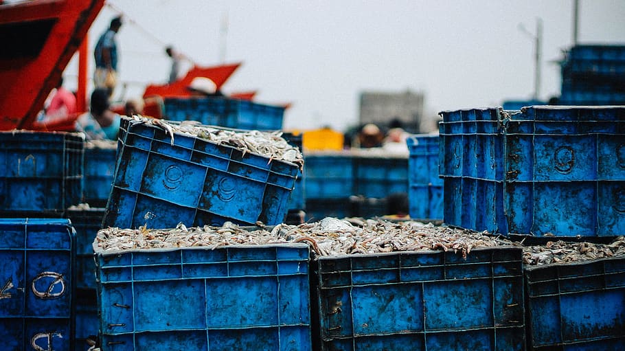 selective focus photography of blue plastic crates, blue plastic crates filled with fish HD wallpaper