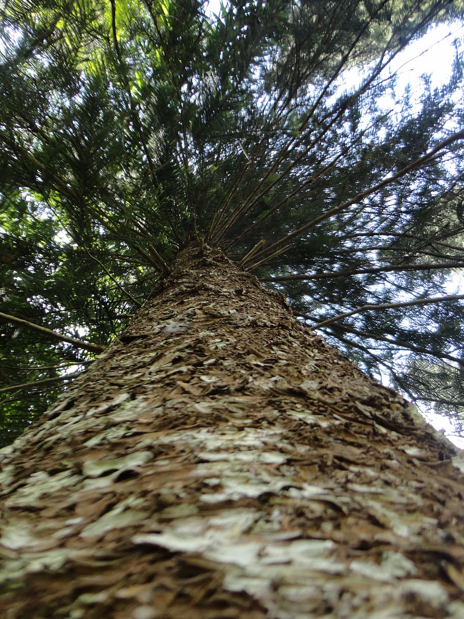 tree, branch, the leaves, dry tree, nature, sri lanka, peradeniya HD wallpaper
