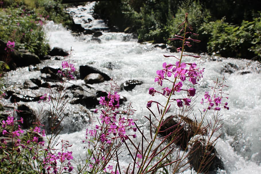 waterfall, tyrol, ötztal, plant, flower, flowering plant, beauty in nature HD wallpaper