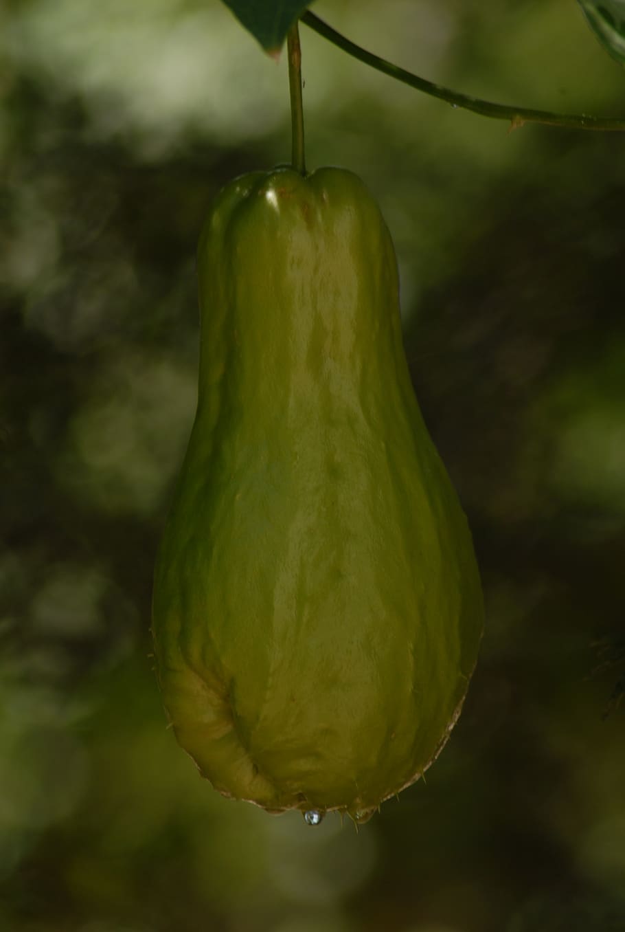 squash, plant, vegetable, food, food and drink, no people, close-up HD wallpaper