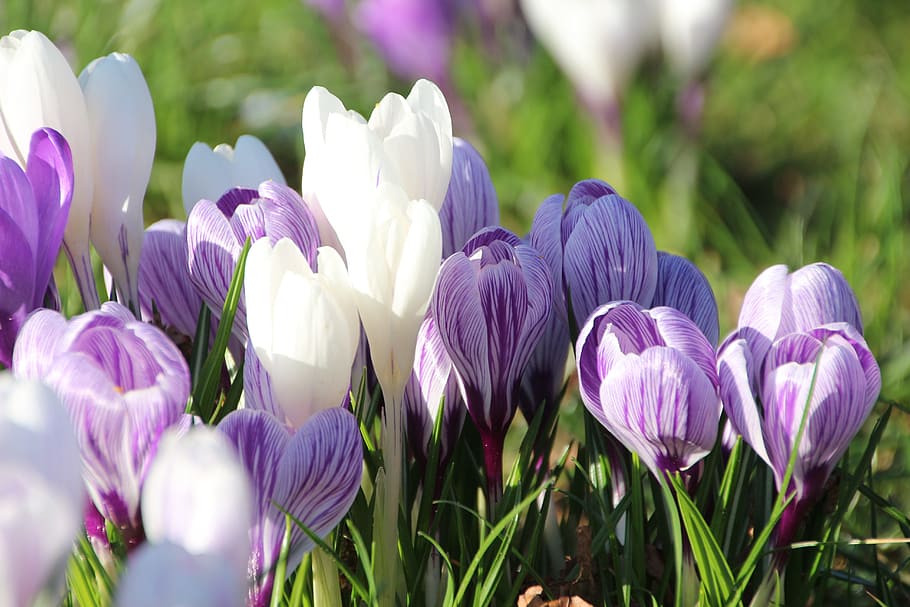 crocus, spring, plant, violet, sunshine, full bloom, close HD wallpaper