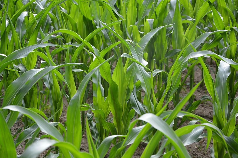 corn fields, green, nature, culture, leaves, cereals, plant HD wallpaper