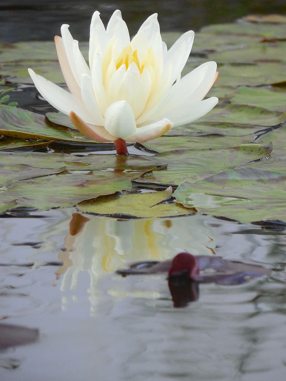 water lily, plant, pond, nature, green, lotus, leaves, aquatic, HD wallpaper