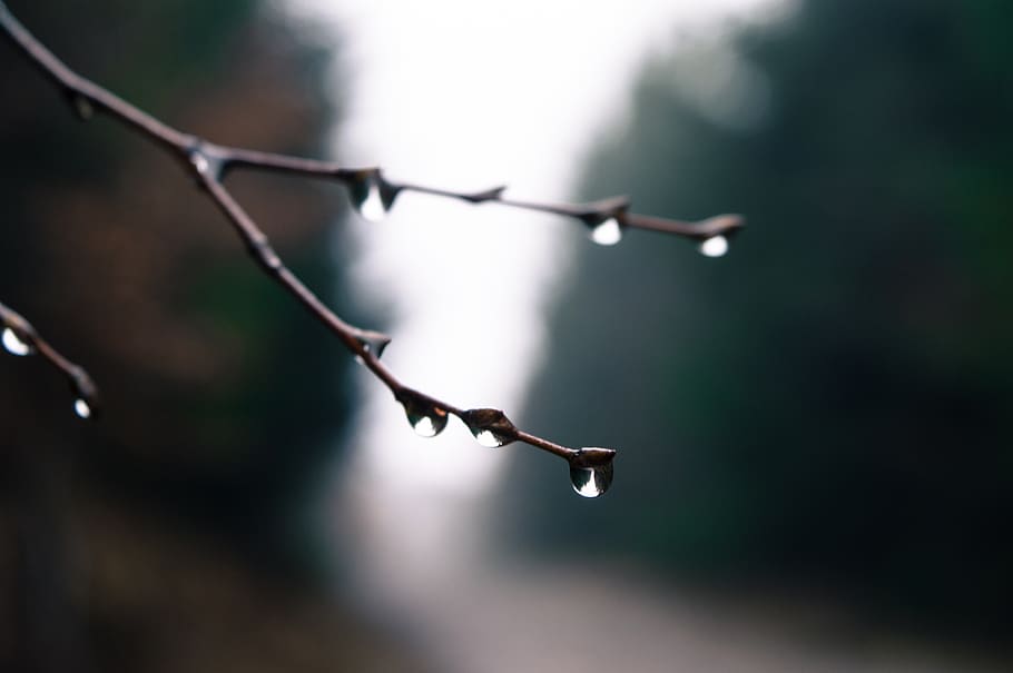 nature, tree, light, sky, background, plant, rain, wood, season HD wallpaper