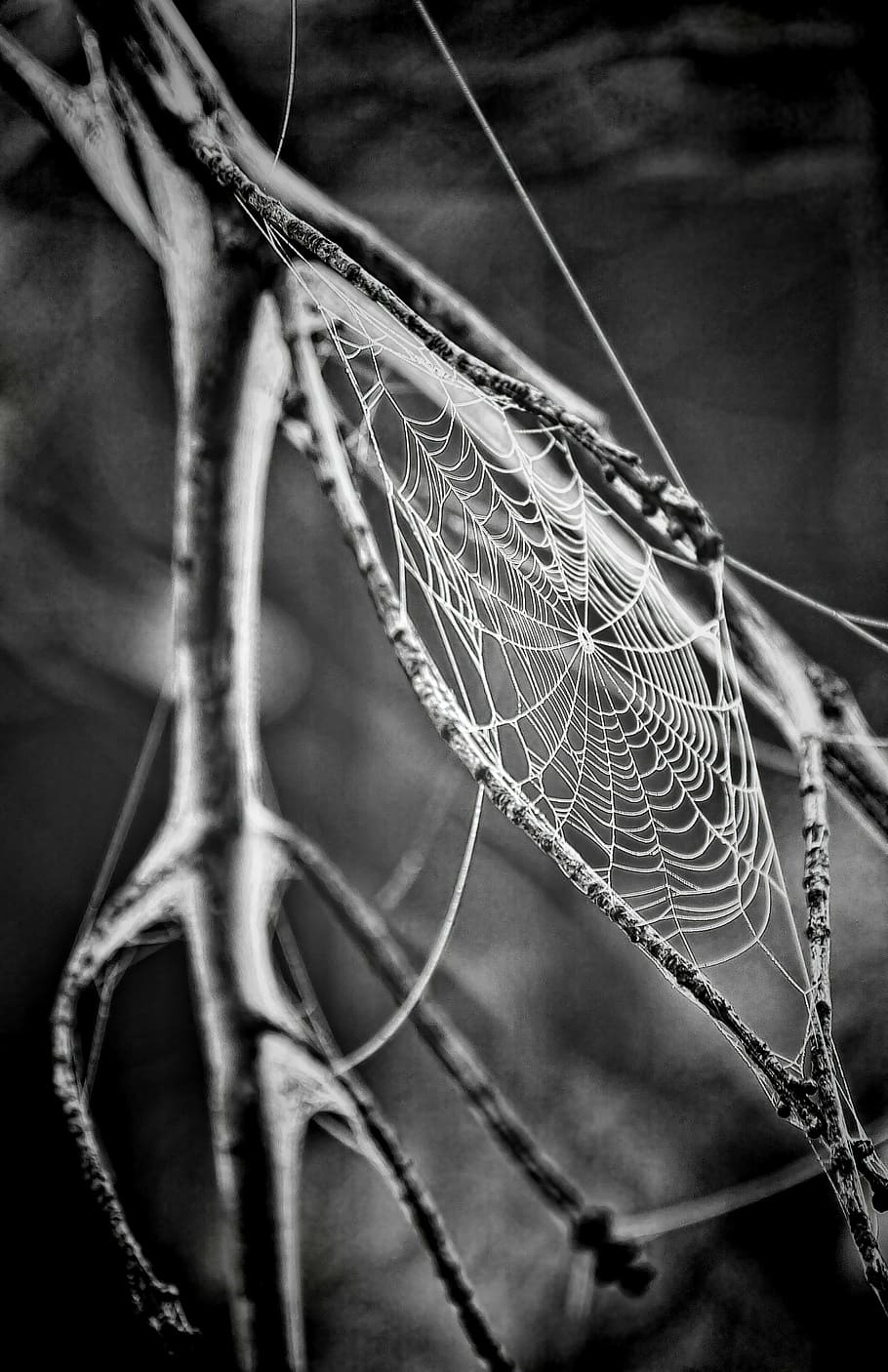 Grayscale photography of spider web, cobweb, spider's web, spiderweb HD wallpaper