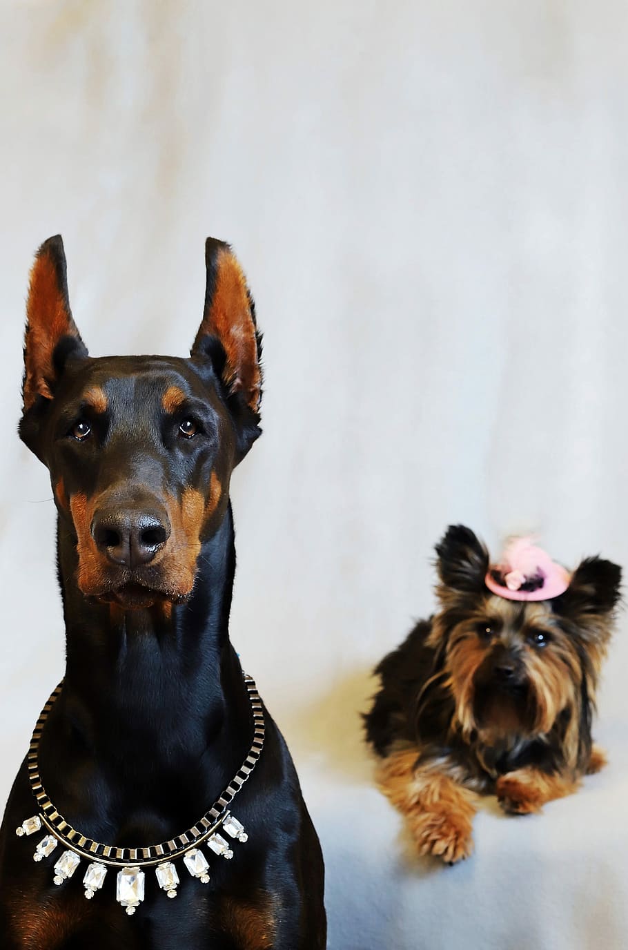 doberman, yorkshire terrier, dogs, they are nice, elegance, HD wallpaper