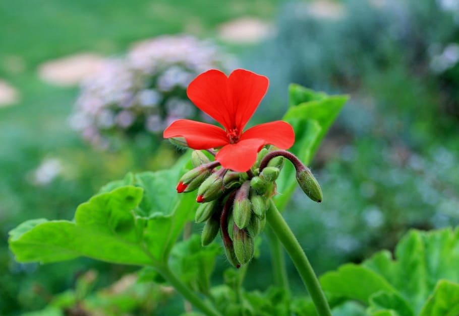 geranium, flower, bloom, red, bright, foliage green, stem, garden HD wallpaper