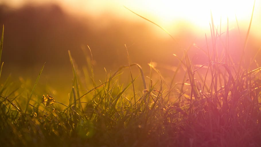 grass, sun, meadow, sunset, romance, nature, close, back light HD wallpaper