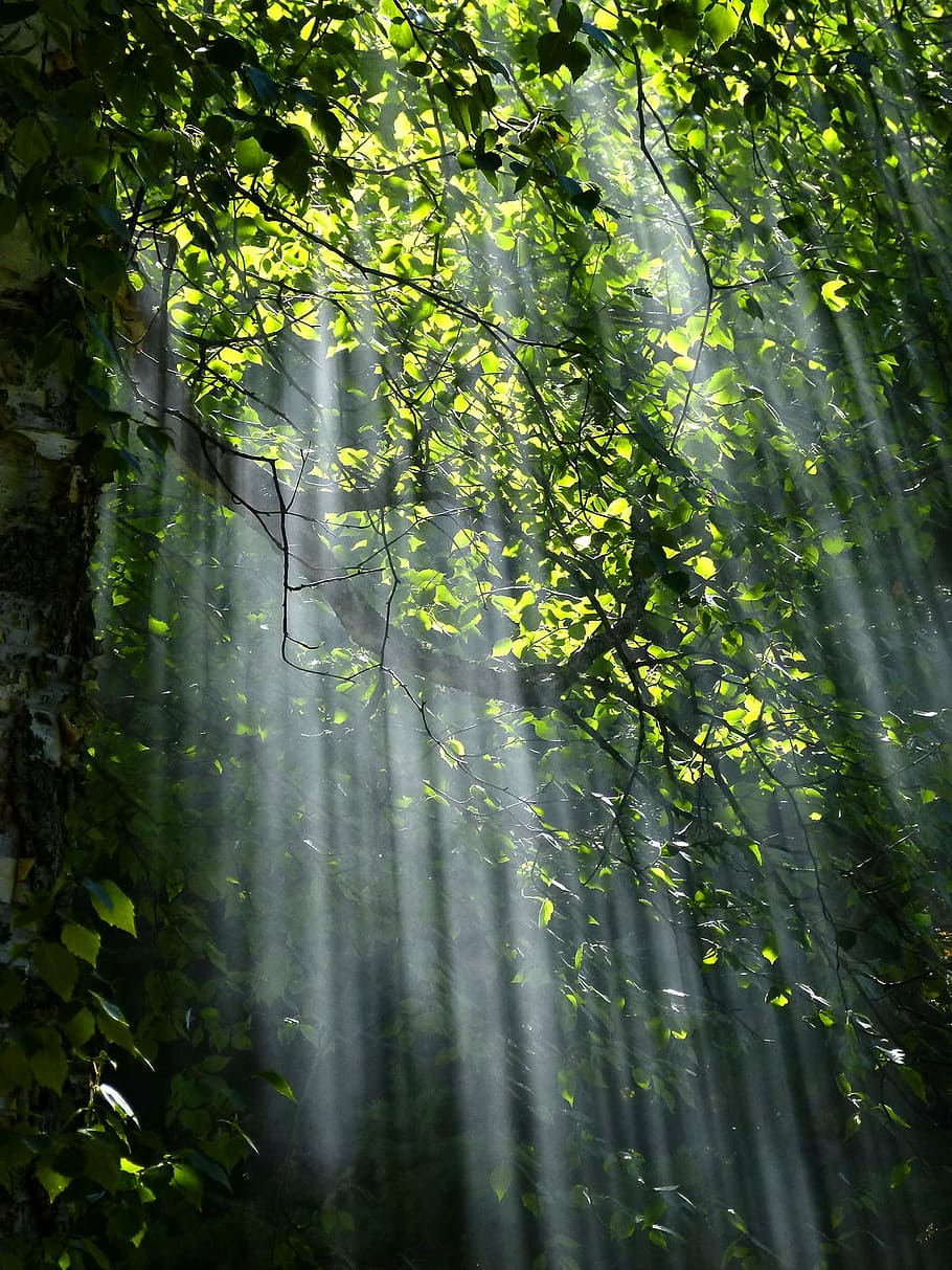 forest, light, nature, sunbeams, sunlight, sunrays, trees, woods HD wallpaper