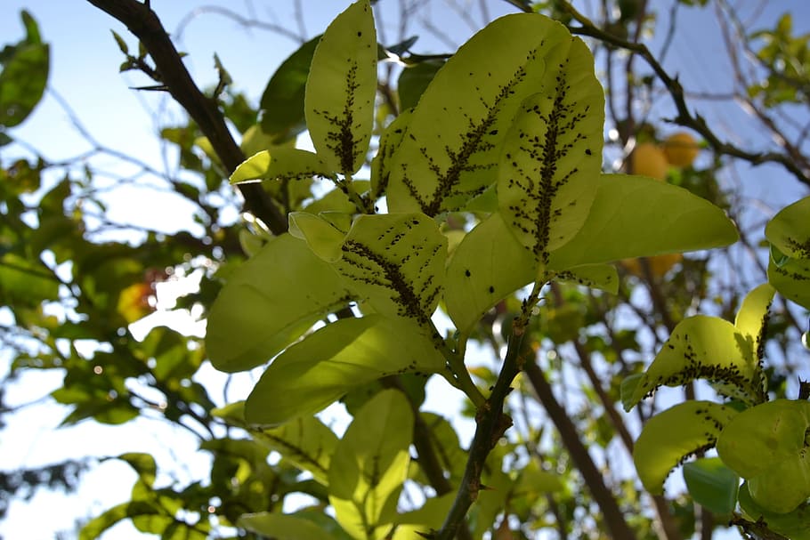leaf, tree, plant, trees, nature, green, green leaves, branch HD wallpaper