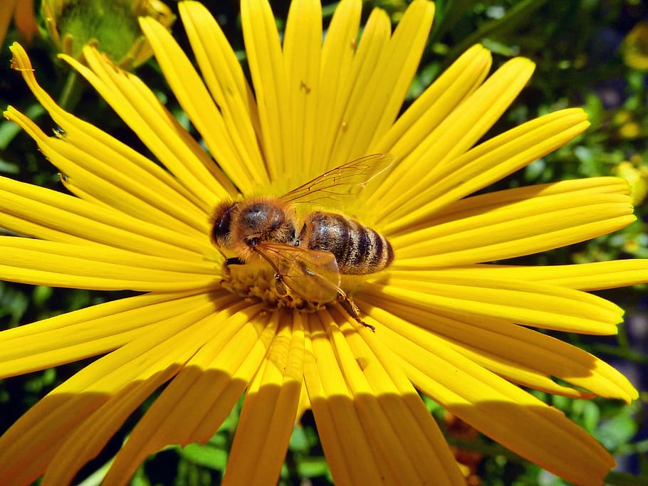 Yellow, Daisy, Bee, Flower, Nature, macro, insect, animals in the wild HD wallpaper