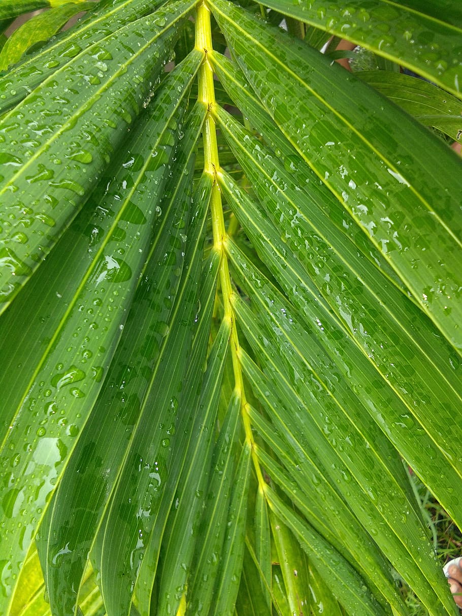 the tree, green, leaf, nature, grass, palm, indonesian, green color HD wallpaper