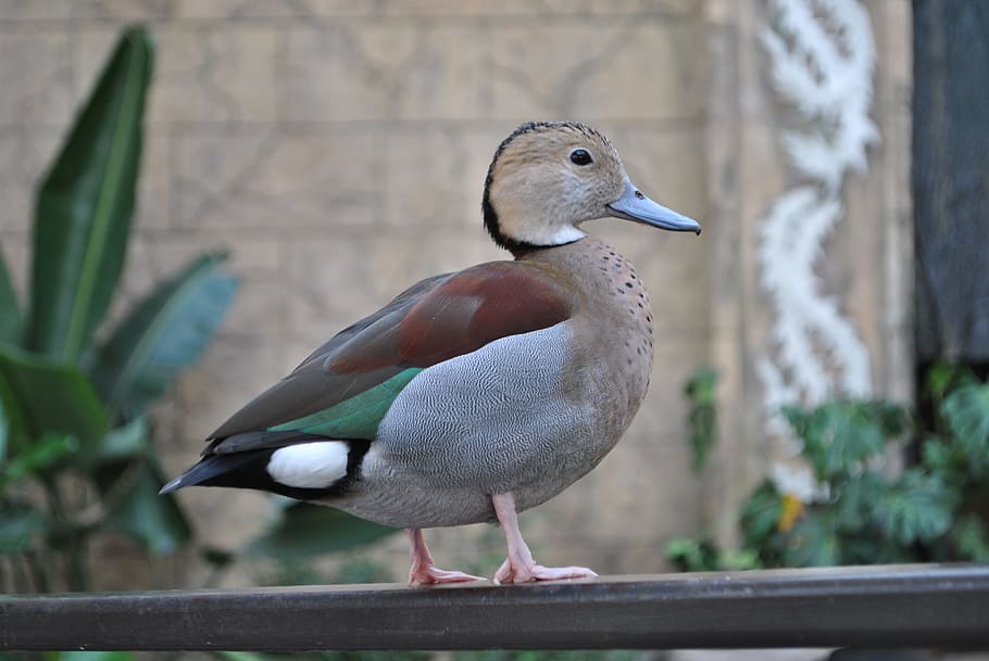 bird, animal, feather, ringed teal, duck, zoo, brown, waterfowl HD wallpaper