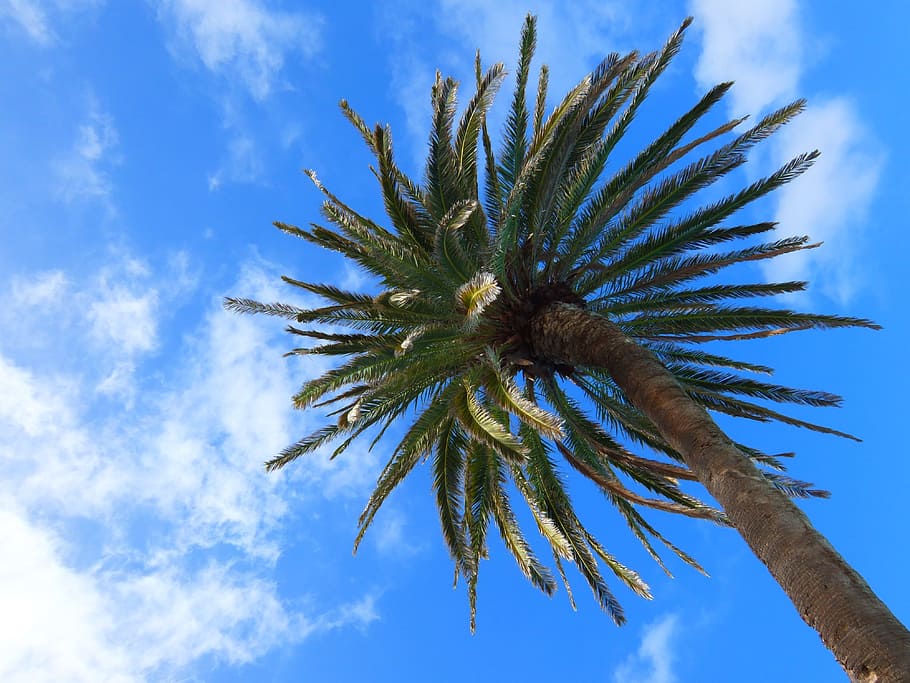 Palm Tree, Tropical, Nature, summer, beach, travel, palm tree isolated HD wallpaper