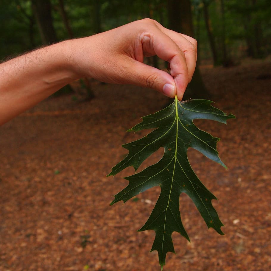 sheet, hand, green, forest, man, nature, fingers, human hand HD wallpaper