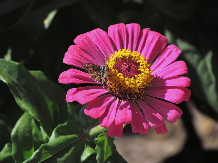 ercan, daniel, highland, flower, flowering plant, fragility HD wallpaper