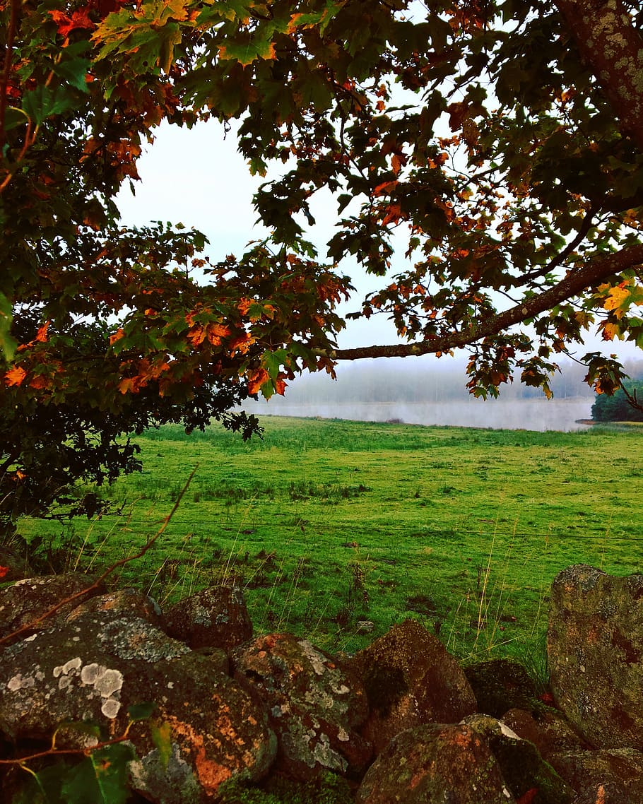 colors, mist, light, autumn, tree, shadow, stones, landscapes HD wallpaper