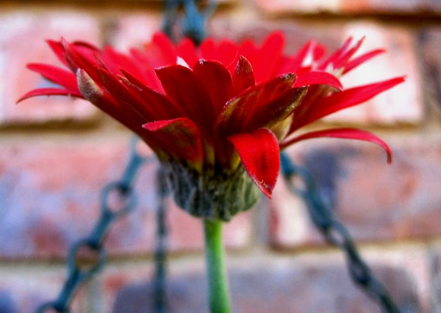 Daisy, Baberton, Flower, Petals, red, delicate, focus on foreground, HD wallpaper