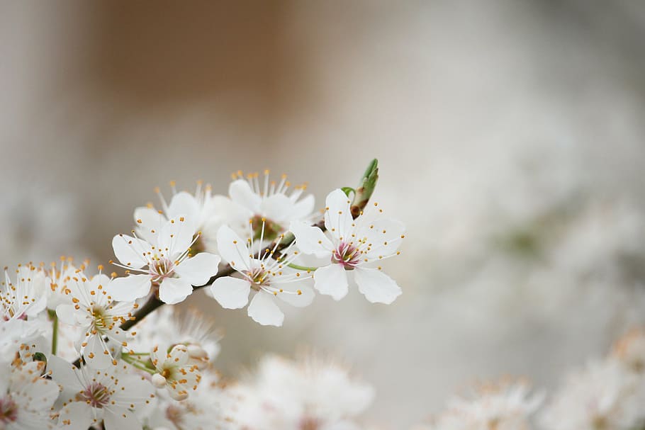 macro shot photography of white cherry blossom, spring break HD wallpaper