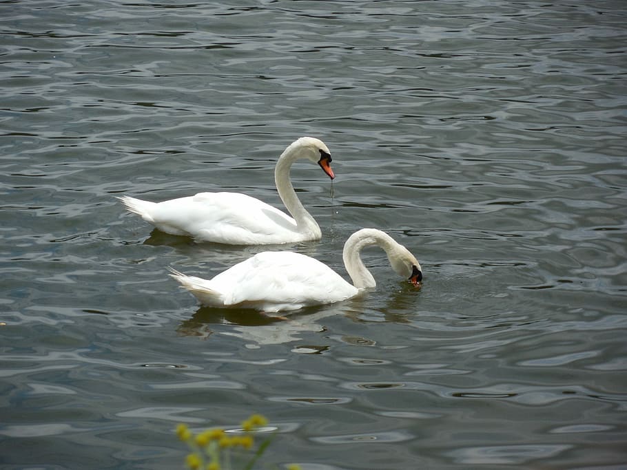 Fowl, Swan, Bird, Wildlife, Nature, animal, water, white, lake, HD wallpaper