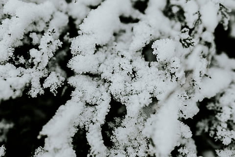 Close-ups of snowy trees, closeup, leaves, pine, twig, branch HD wallpaper