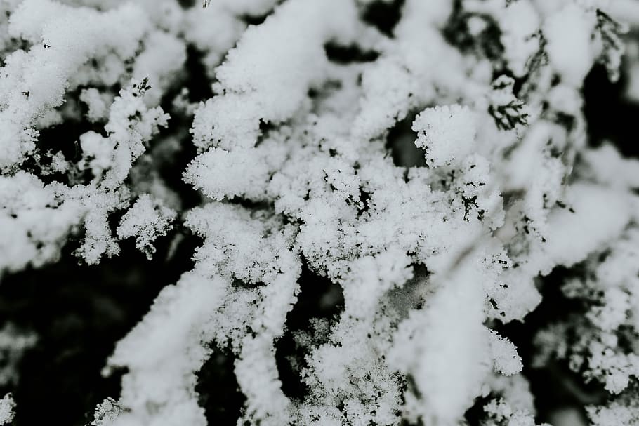Close-ups of snowy trees, closeup, leaves, pine, twig, branch HD wallpaper