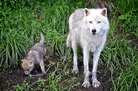 white wolf and cub on green grasses, gray wolf, carnivore, timber HD wallpaper
