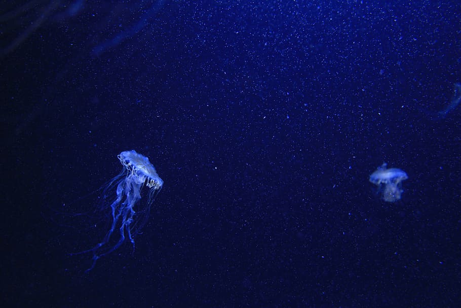 blue jelly fishes, two jelly fish underwater, jellyfish, sea HD wallpaper