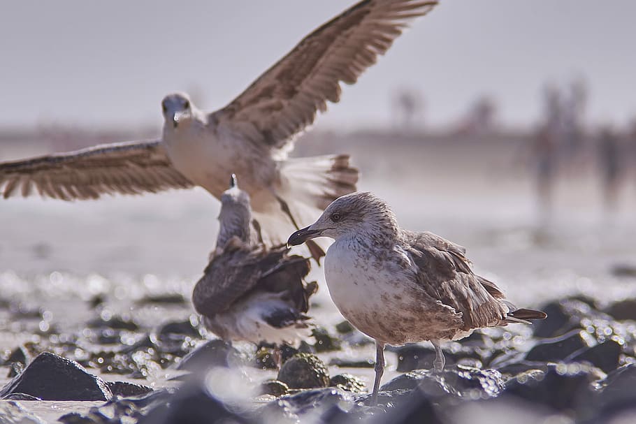 seagull, fly, beach, bird, animal world, nature, animals in the wild HD wallpaper