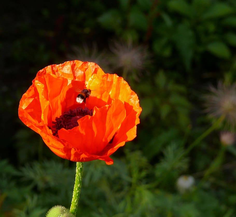 poppy, flower, spring, orange, flowering plant, petal, beauty in nature HD wallpaper