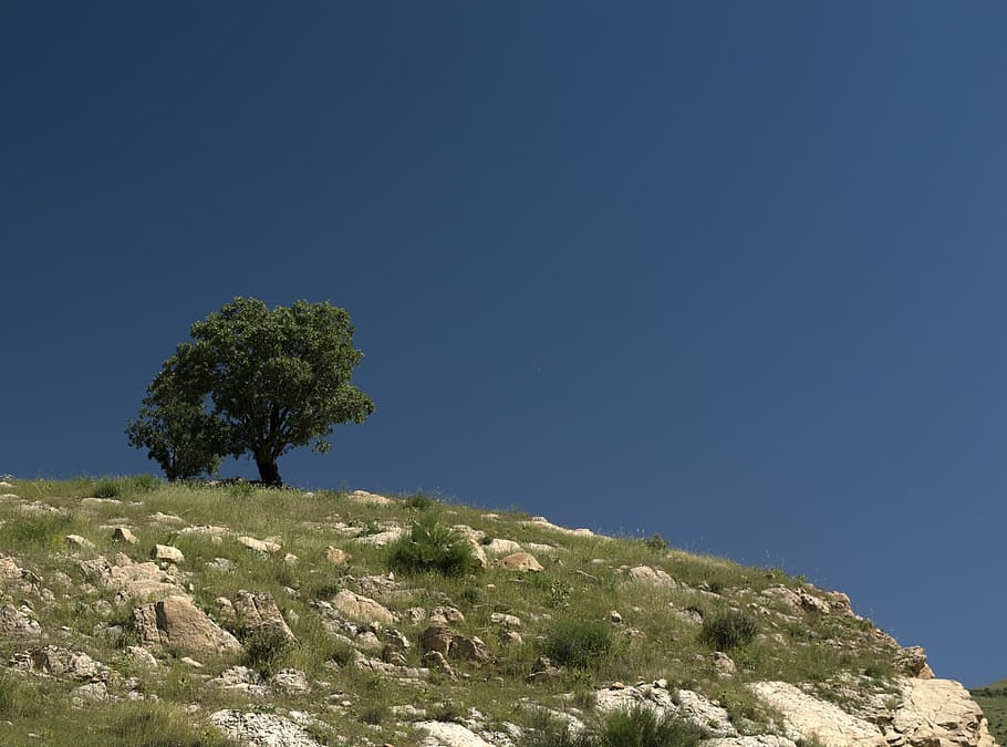 tree, sky, blue, green, hill, lonely, plant, scenics - nature HD wallpaper